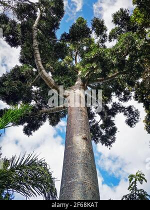 Impressive tall Dammar pine tree, Agathis dammara Stock Photo