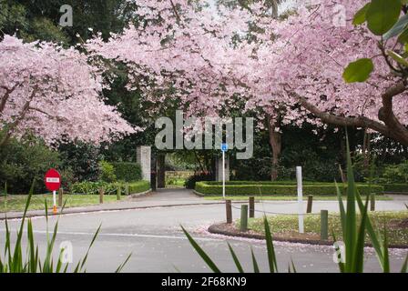 Cherry trees in bloom.  Victoria Esplanade, Palmerston North. Stock Photo