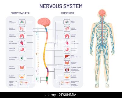 Human nervous system. Sympathetic and parasympathetic nerves anatomy and functions. Spinal cord controls body internal organs vector diagram Stock Vector