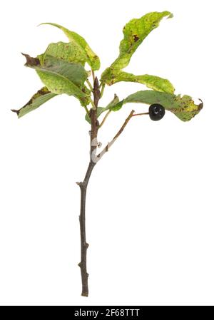 Bird cherry, Prunus padus twig with berry isolated on white background Stock Photo