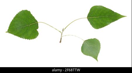 Balsam poplar, Populus balsamifera twig isolated on white background Stock Photo