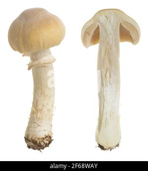 Gypsy mushroom, Cortinarius caperatus isolated on white background Stock Photo