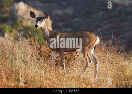 Wary Mule Deer at Rocky Peak Park in the Santa Susana Mountains near Los Angeles and Simi Valley, California. Stock Photo