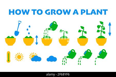 Step by step instructions on how to grow a potted plant. Vector flat icons of growing seedlings or flowers from seeds. Gardening and greenhouse. Stock Vector