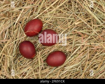 Easter eggs, painted with onion husks lie on the hay. Stock Photo