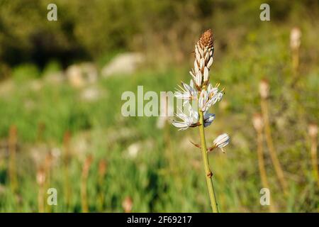 Fistulous asphodel (Asphodelus fistulosus) with nice white flowers on green background in the field Stock Photo