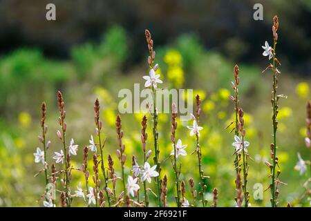 Fistulous asphodel (Asphodelus fistulosus) with nice white flowers on green background in the field Stock Photo