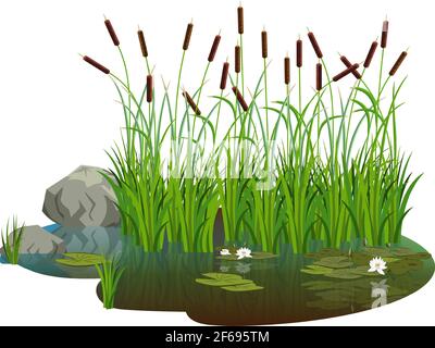 Attractive pond with bush reeds with water lily flowers and leaves on the water. Reeds stern and white water lily and stones aside, reflected in the l Stock Vector