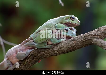 Exotic Animal Spotlight - Australian Tree Frogs