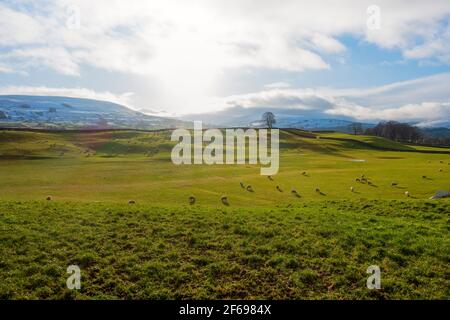 Sheep grazing in winter in Wensleydale, Yorkshire Dales National Park