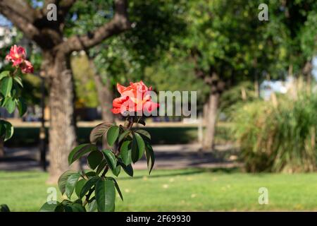 Red rose in a city park on a sunny day. Stock Photo