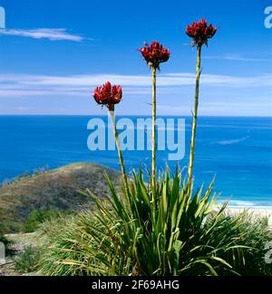 Small bird perched on Gymea Lily at Governor Game Lookout, Garie Beach, Royal National Park, New South Wales, Australia Stock Photo