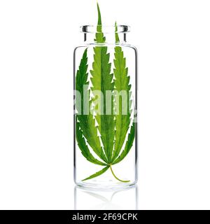 Hemp leaves in glass bottle  isolate on white background. Stock Photo