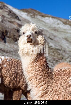 llama or lama, one animal head portrait, Andes mountains, Peru Stock Photo