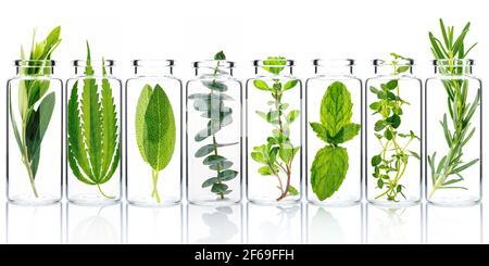 Bottle of essential oil with fresh herbs isolate on white background. Stock Photo