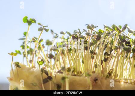 Young green white mustard sprouts close up macro shot on windowsill in the light of sunset. Selective focus. Stock Photo
