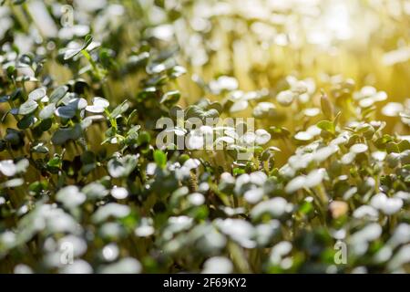 Young green white mustard sprouts close up macro shot on windowsill Stock Photo