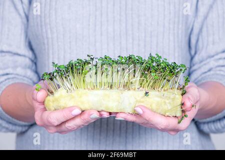 Woman holding micro greens, broccoli sprouts, five days old. Stock Photo