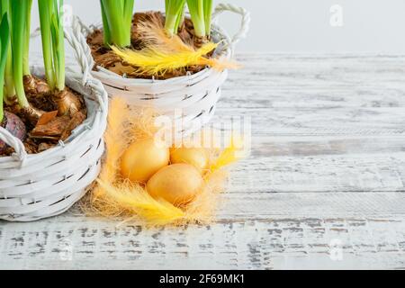 Happy easter Golden painted eggs lie in nest with golden feathers near pots of spring flowers daffodils on wooden white table with copy space. Stock Photo