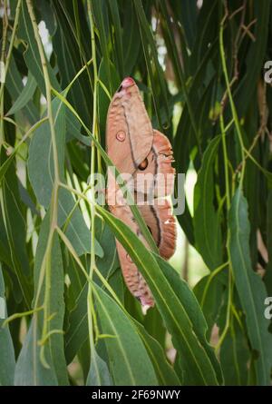 Emperor gum moth (Opodiphthera eucalypti) laying eggs on a gum tree. Stock Photo