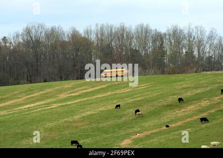 Cows grazing on pasture in Virginia's Blue Ridge Mountains, USA Stock Photo