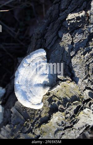 Solitary white shelf bracket fungus on a log in bright sun at Camp Ground Road Woods in Des Plaines, Illinois Stock Photo