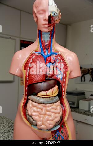 salvador, bahia / brazil - february 3, 2013: model of human body showing internal organs such as liver and intestine kidneys. *** Local Caption *** Stock Photo
