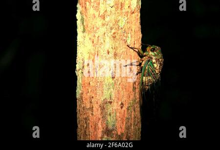 salvador, bahia / brazil - march 28, 2009: cicada insect is seen on a tree in the city of Salvador.    *** Local Caption ***   . Stock Photo