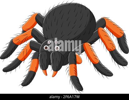 Cartoon spider tarantula on white background Stock Vector