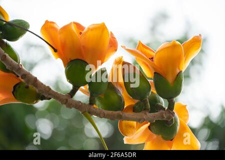 gold color of blooming Bombax ceiba or red cotton close up Stock Photo