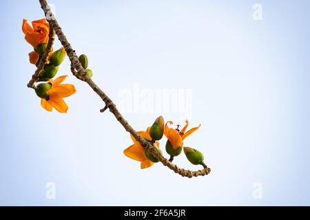 gold color of blooming Bombax ceiba or red cotton Stock Photo