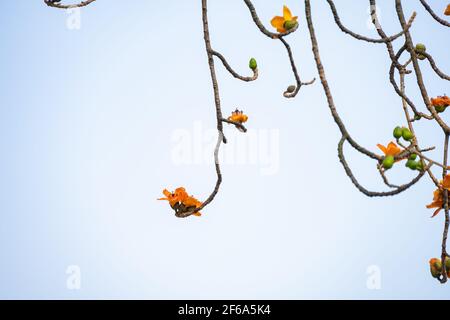 gold color of blooming Bombax ceiba or red cotton Stock Photo