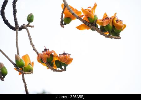 gold color of blooming Bombax ceiba or red cotton Stock Photo