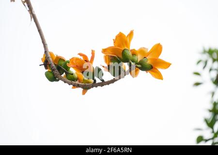 gold color of blooming Bombax ceiba or red cotton Stock Photo