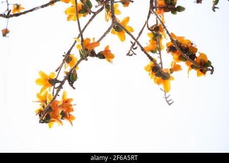 gold color of blooming Bombax ceiba or red cotton Stock Photo