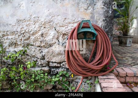 A coiled up sienna burnt orange coloured garden hose against an old brick colonial wall in Bridgetown, Barbados, garden planter below. Front view. Stock Photo
