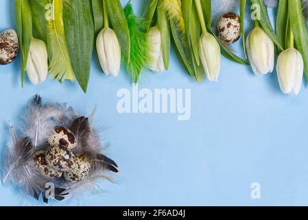 Easter background with quail eggs and white tulips. Stock Photo