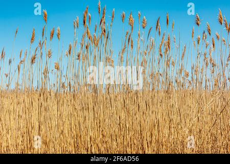 Gold colored grass against a blue sky Stock Photo