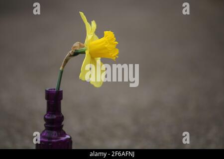 Single yellow daffodil in a purple glass vase. Stock Photo