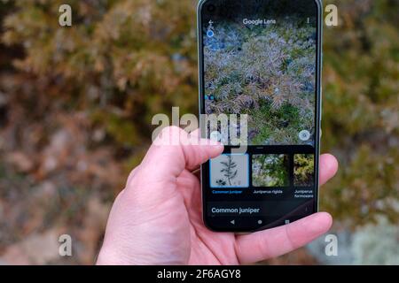 Ottawa, Ontario, Canada - March 30, 2021: A Google Pixel smartphone is held up, showing search results in Google Lens identifying a photographed plant Stock Photo