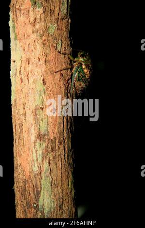 salvador, bahia / brazil - march 28, 2009: cicada insect is seen on a tree in the city of Salvador.    *** Local Caption ***   . Stock Photo