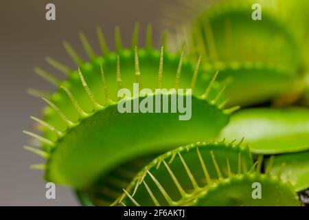 Full frame texture abstract view of a potted Venus flytrap (dionaea muscipula) with carnivorous leaves Stock Photo