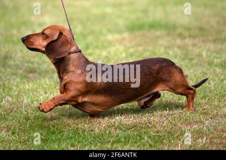 Mini smooth Dachshund, very low to the ground