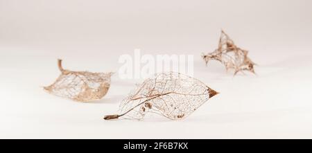 Golden dry leaf on white background. Abstract composition in studio. Fragile and delicate object of modern design Stock Photo