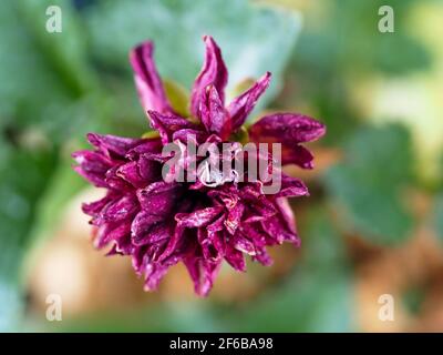 Macro of a crunched up, dried out Magenta pInk purple Chrysanthemum flower thats seen better days, Blurred green foliage background, in the garden Stock Photo