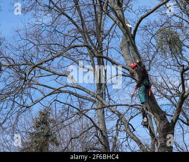 Kyiv, Ukraine 03.25.2021: professional worker sitting on a tree and with a chainsaw sawing dry, old, diseased and dead branches from the crown in the