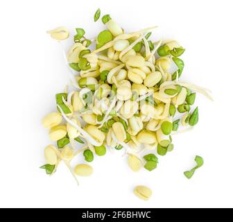 Bean Sprouts on isolated on a White Background. Soy  Sprouts  Macro. Top view. Flat lay. Stock Photo