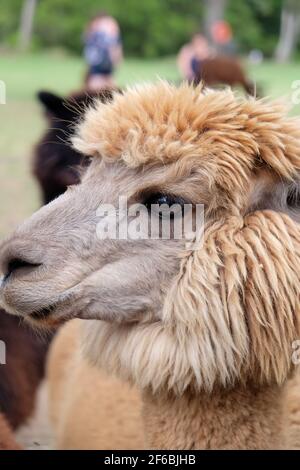 Mountview Alpaca Farm Stock Photo