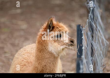 Mountview Alpaca Farm Stock Photo