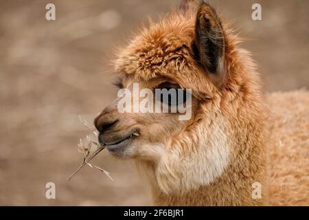 Mountview Alpaca Farm Stock Photo